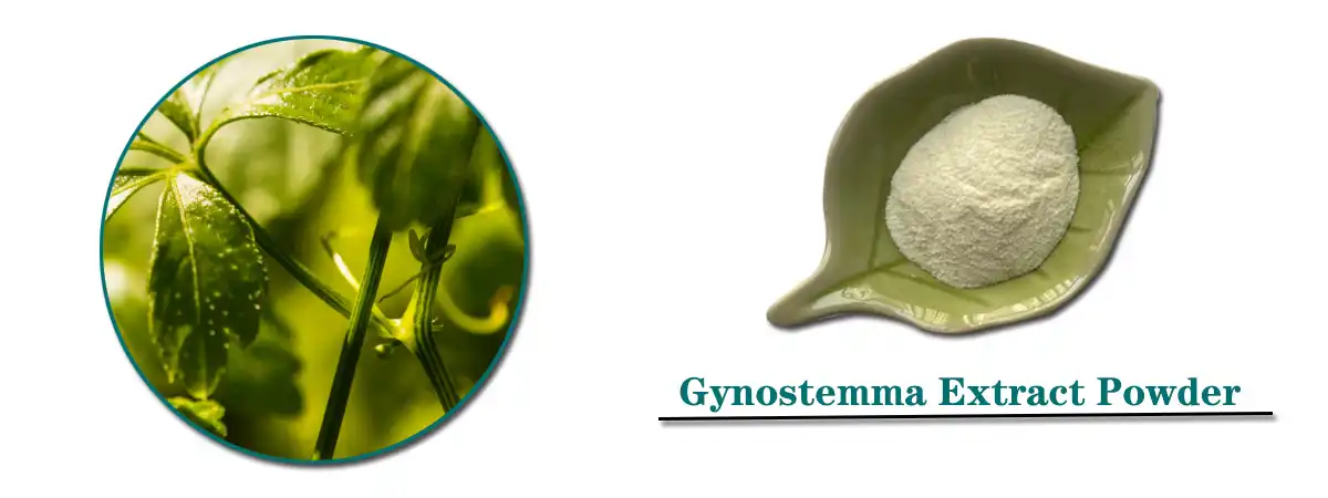 Gynostemma Extract Powder Sale.jpg